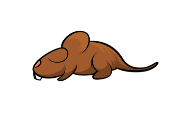 rat frelons la perfection 