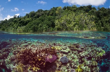 Split shot of a vibrant tropical coral reef underwater with a lush green island forest above.