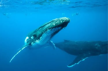 Two humpback whales swimming in blue ocean water with snorkelers visible at the surface.