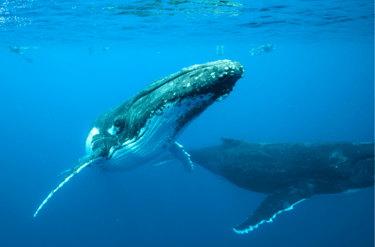 Ballenas en Tonga