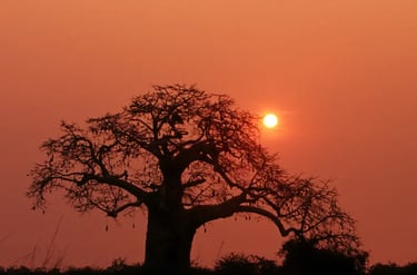 Silhouette of a large baobab tree against a vibrant orange African savanna sunset.