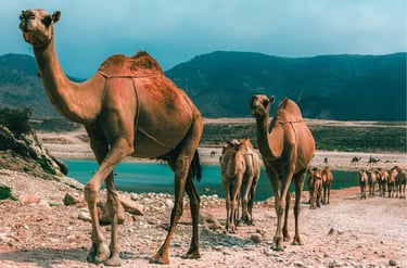 A caravan of dromedary camels walking through a rocky desert landscape near a blue lake and mountains.