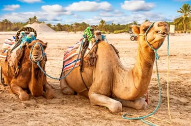 Two dromedary camels resting on a sandy beach under a blue sky with palm trees in the background.