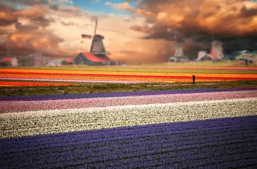 Vibrant rows of colorful Dutch tulip fields stretching toward historic windmills under a sunset sky.