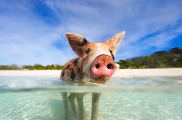 A spotted pig swimming in the crystal clear turquoise water of a tropical beach in the Bahamas.