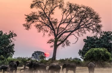 A herd of African elephants gathers near a large tree during a vibrant pink and orange sunset safari.