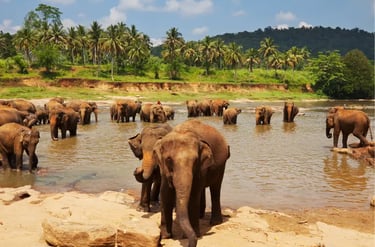 A large herd of Asian elephants bathing in a river at a sanctuary with tropical palm trees.
