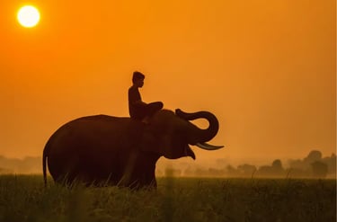 Silhouette of a mahout riding an elephant in a field during a golden orange sunrise.