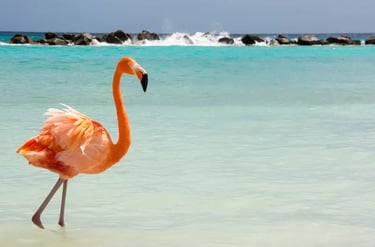 A bright pink Caribbean flamingo wading in crystal clear turquoise ocean water on a tropical beach.