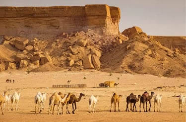 A herd of camels walking across a sandy desert landscape with rugged sandstone cliffs in the background.