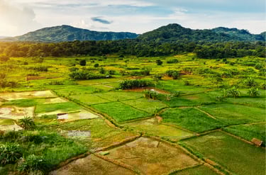 Aerial view of lush green rice paddy fields and tropical agriculture near forested mountains.