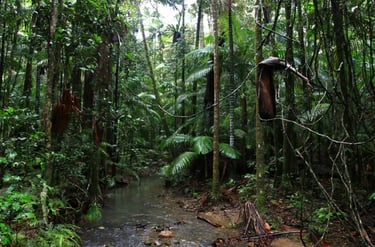 Lush tropical rainforest landscape featuring a shallow creek flowing through dense green foliage and tall palm trees.
