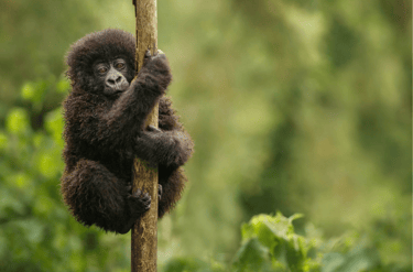 Pequeño bebé gorila en Uganda