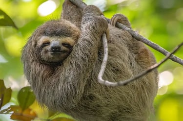 A brown three-toed sloth hanging from a tree branch in a tropical rainforest canopy.