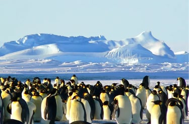 A large colony of Emperor penguins huddles on Antarctic ice with snowy mountains and glaciers in the background.