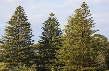 Three tall Norfolk Island pine trees standing under a soft blue sky in a lush coastal forest.