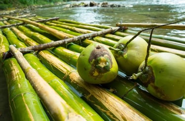 Three fresh green coconuts sitting on a traditional bamboo raft floating on a tropical river.