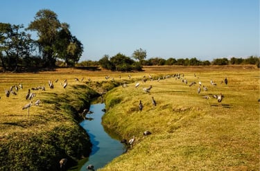 A flock of storks and water birds feeding along a narrow river in an African savanna landscape.