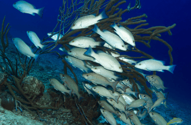 Snorkel en Bonaire