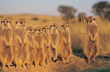 A group of meerkats standing upright on alert in the African savanna at sunset.