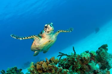 A hawksbill sea turtle swimming over a vibrant coral reef in clear blue tropical ocean water.
