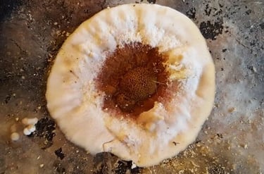 Medžio grybo "Trobagrybio" priežaščių nustatimas, matavimai su įranga