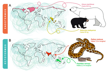 Bergmann's Rule in endotherms and ecotherms. B Moncunill Solé CC BY-NC-ND 4.0