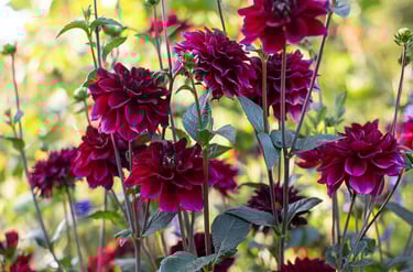 A flower garden