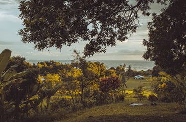 Papua New Guinea jungle