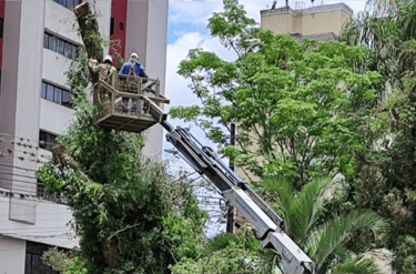 Corte e remoção de árvores em área urbana de Curitiba com plataforma elevatória (cesto aéreo)