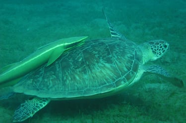 mexico riviera maya akumal turtle