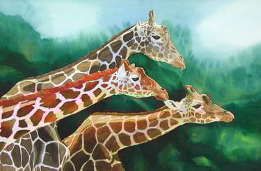 Giraffes