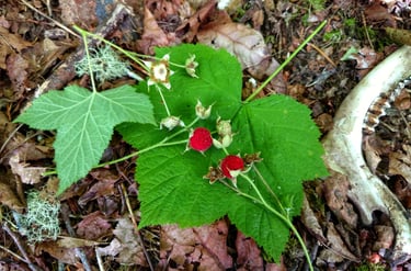 thimble berry