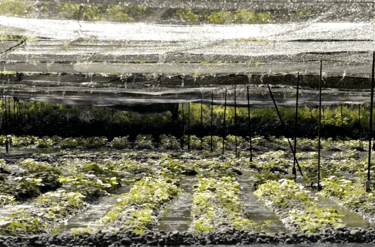 real wasabi farm in Japan