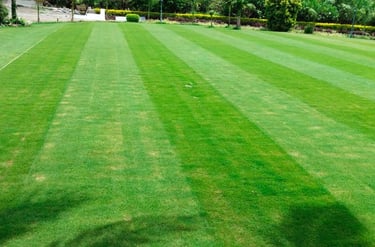 lawn grass in Rajahmundry, lawn grass suppliers Rajahmundry