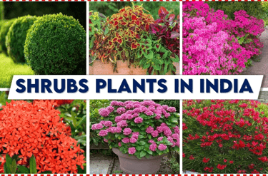 lawn grass suppliers Vijayawada