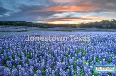 field-of-flowers-near-water-damage-restoration-in-jonestown-tx