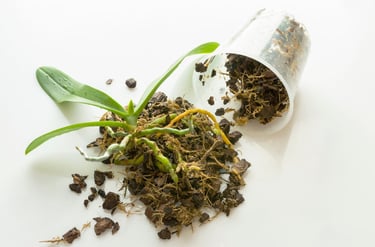 how to fertilize plants in sphagnum moss