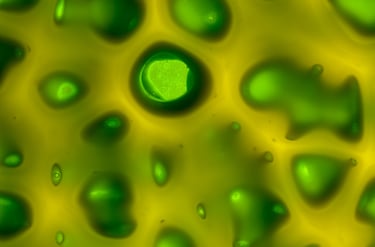 Coral Green - Platter