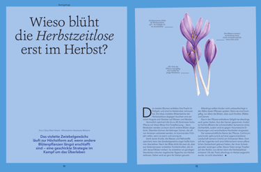 Autumn crocus illustration
