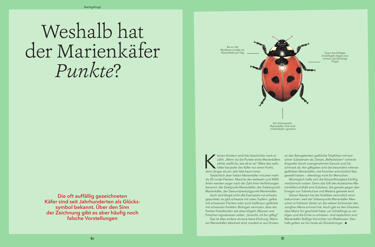 Lady beetle illustration