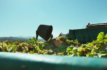 Trabajadores recogen la uva de Montilla Moriles de forma tradicional y auténtica.