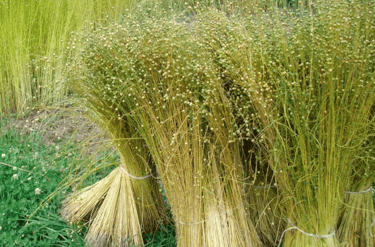 linen fiber