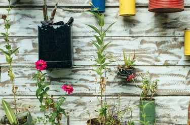Old aluminum cans repurposed as planters. Budget-friendly gardening