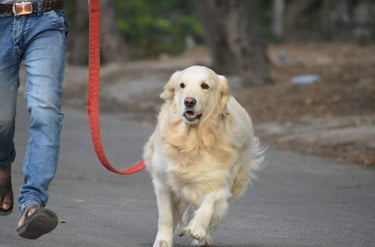 Dog Boarding, Dog Boarding near me, Pet Boarding, Pet Boarding near me, Dog Care, Happy Pettings