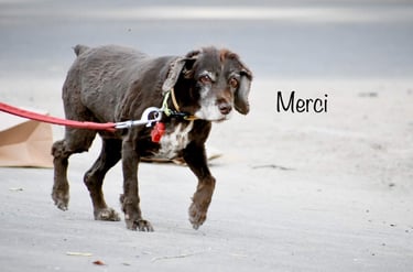 Dog Boarding, Dog Boarding near me, Pet Boarding, Pet Boarding near me, Dog Care, Happy Pettings