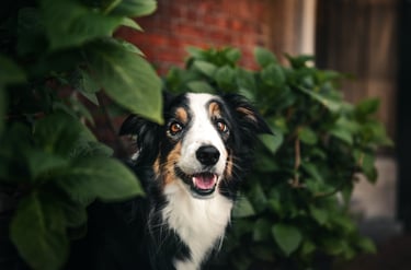 Border collie surrounded by plants in Amsterdam