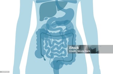 a human body with a diagram of the digest organs