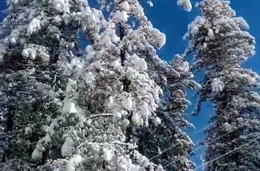 Tree covered with snow at nathiagali in winters