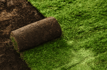 Fresh sod in Cary being laid to restore a green, healthy lawn